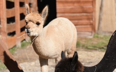 Lama Alpaka – Farmapark u Toma